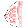 乳腺の構造のイラスト