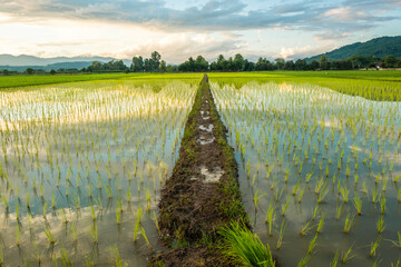 Wall Mural - Newly planted rice fields and old huts. rural fields in countryside.