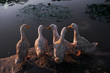 Closeup Of Five Cute Ducks