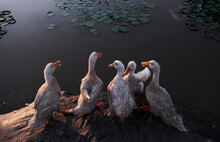 Closeup Of Five Cute Ducks
