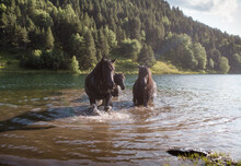 Three Horses In The Water
