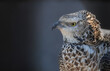 Portrait of a wasp eagle