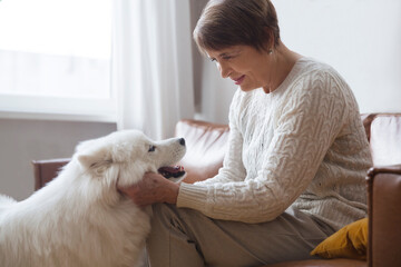 Wall Mural - happy senior woman hugging dog  Samoyed husky sitting on sofa on Christmas holidays at home