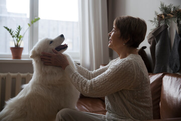 Wall Mural - happy senior woman hugging dog  Samoyed husky sitting on sofa on Christmas holidays at home