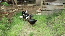 Duck With His Wife Walking In The Backyard