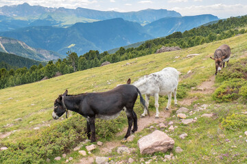 Wall Mural - donkeys at a hiking path in the mountains