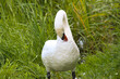 White swan cleaning its feather on green grass closeup view