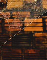 spider web on the window