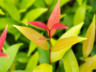 Wall Mural - Abstract of Red Christina Leaves