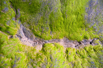 Wall Mural - alguae moss covered rocks at the beach close up