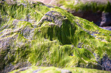 Wall Mural - alguae moss covered rocks at the beach close up