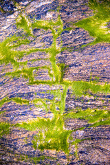 Wall Mural - alguae moss covered rocks at the beach close up