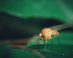 fly on leaf