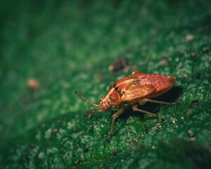 bug on macro