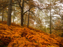 Bright Yellow Ferns Growing Under The Vivid Autumn Trees In Misty Forest