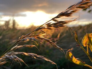 sunset in a wheat field