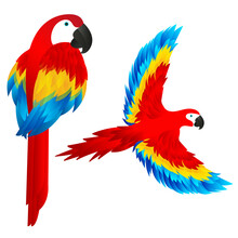 Two Macaws Vectors. One Sitting And One Flying