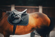 A bay horse with a black leather saddle, a blue saddlecloth and a stirrup on its back, waved its long black tail. Equestrian sports. Equestrian life.