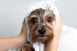 A dog in the bathroom in a towel. Yorkshire Terrier is in the bathroom at home. Care