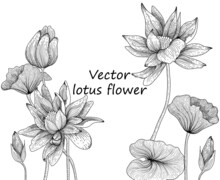 Vector Graphic Linear Illustration Of Lotus Flowers And Water Lilies