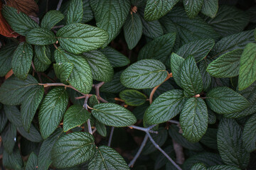 Wall Mural - The leaves of the Viburnum rhytidophyllum plant are an evergreen shrub with beautiful textured green leaves on an autumn day.