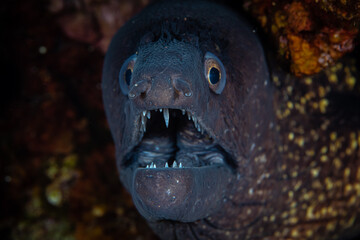 Wall Mural - Moray eel showing off its sharp teeth