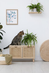 Canvas Print - Cute tabby cat near houseplant on cabinet indoors