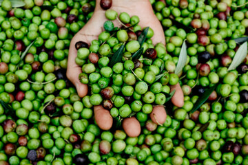 Wall Mural - man with a bunch of olives in his hand