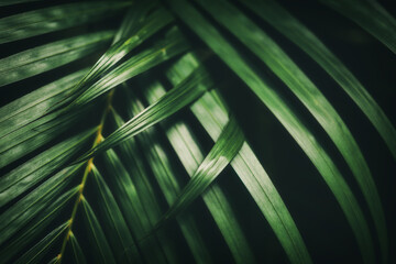 Palm leaf pattern texture abstract background.