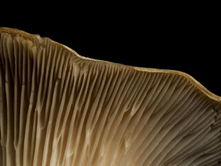 Macro shot of white gills of an edible mushroom isolated on a black background