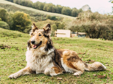 Cute Purebred Dog Standing Away In Mountainous Valley