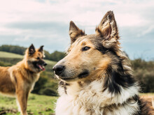 Cute Purebred Dogs Standing Away In Mountainous Valley