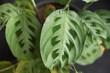 Beautiful leaves of arrowroot bicolor. Tropical textured background, spots on the leaf