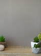 Background gray wall and green succulents cactus.