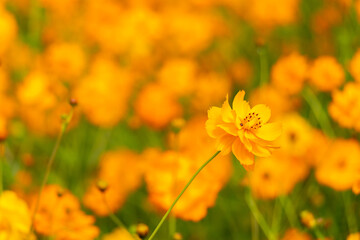 Wall Mural - Beautiful yellow color cosmos (Cosmos sulphureus) flower field background
