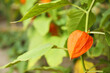 Bright ripe physalis sepal on bush, closeup. Space for text