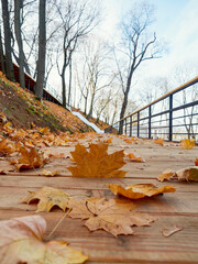 Wall Mural - wooden gazebo in the autumn park