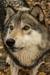  Timber Wolf Close Up