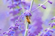 A bee on a lavender stalk