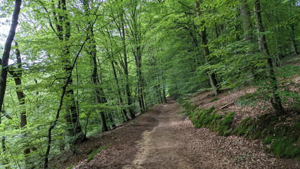 Poster - Narrow path leads to the forest