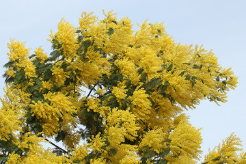 Sticker - Superbe floraison d'un mimosa au printemps