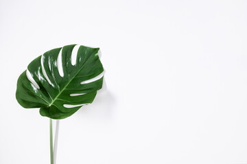 Wall Mural - tropical palm leaves monstera isolated on white background. flat lay, top view, copy space