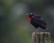 © Alfonso - A smal bird perched on a fence post