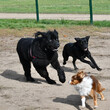 Labrador retriever black dog and Newfoundland black dog running behind another tiny dog in a dog park.