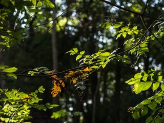 Wall Mural - leaves in the forest