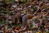 Fototapeta Paryż - squirrel eating nut