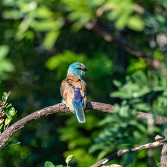 Sticker - European Roller, Coracias garrulus