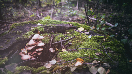 Wall Mural - mushrooms grow in rotting tree stump covered with moss