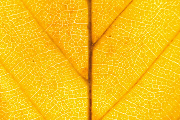 Macro photo of autumn foliage. yellow leaf texture background