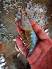 Big mature gravid female prawn shrimp with eggs in belly abdomen in hand in nice blur background